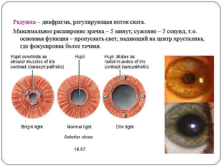 Радужка – диафрагма, регулирующая поток света. Максимальное расширение зрачка – 5 минут, сужение –