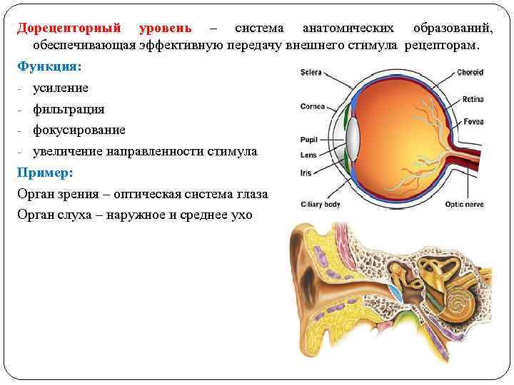 Дорецепторный уровень – система анатомических образований, обеспечивающая эффективную передачу внешнего стимула рецепторам. Функция: -