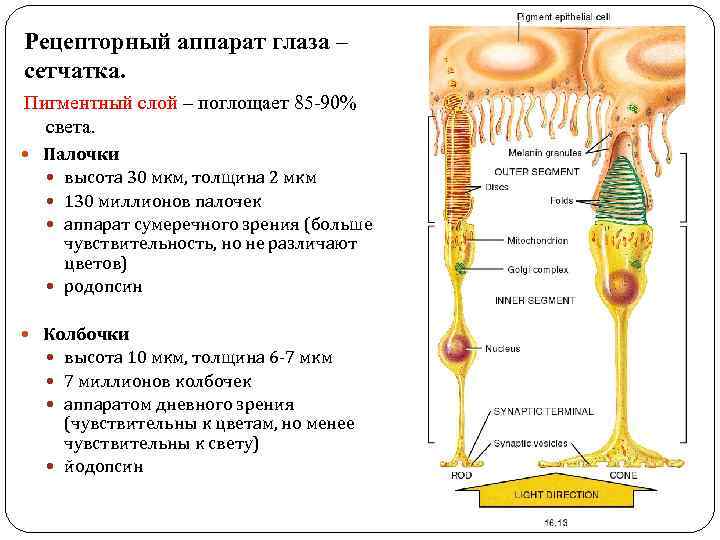 Рецепторный аппарат глаза – сетчатка. Пигментный слой – поглощает 85 -90% света. Палочки высота