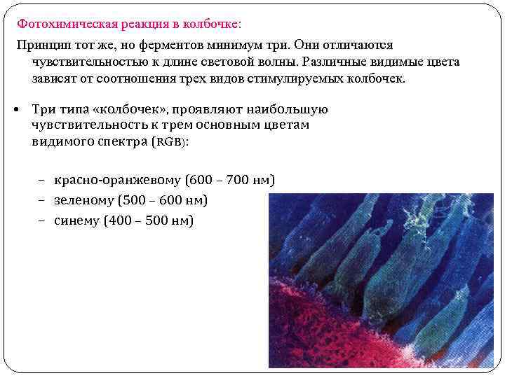 Фотохимическая реакция в колбочке: Принцип тот же, но ферментов минимум три. Они отличаются чувствительностью