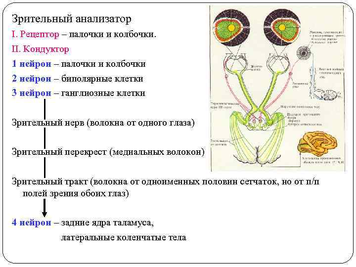 Зрительный анализатор I. Рецептор – палочки и колбочки. II. Кондуктор 1 нейрон – палочки