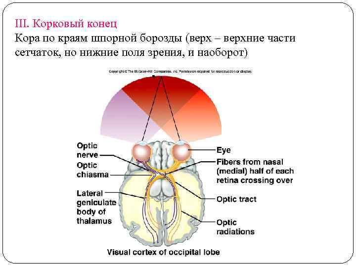 III. Корковый конец Кора по краям шпорной борозды (верх – верхние части сетчаток, но