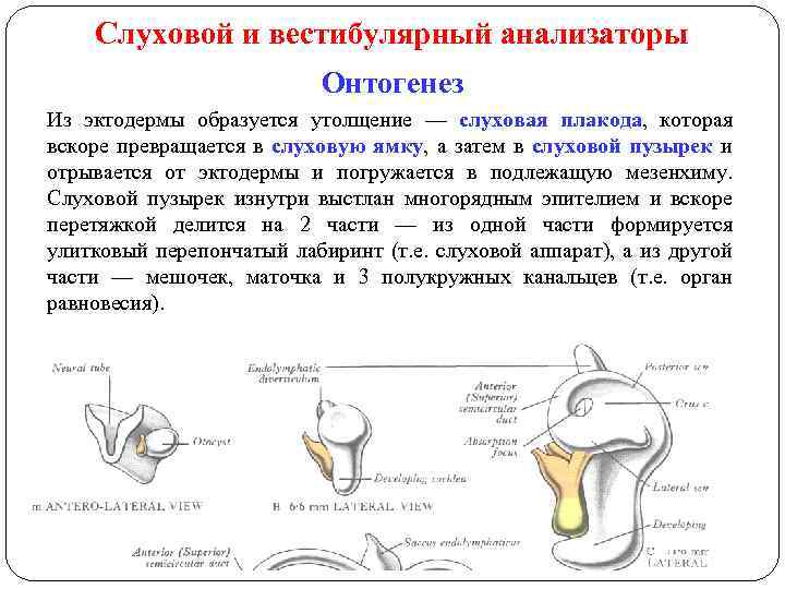 Слуховой и вестибулярный анализаторы Онтогенез Из эктодермы образуется утолщение — слуховая плакода, которая вскоре