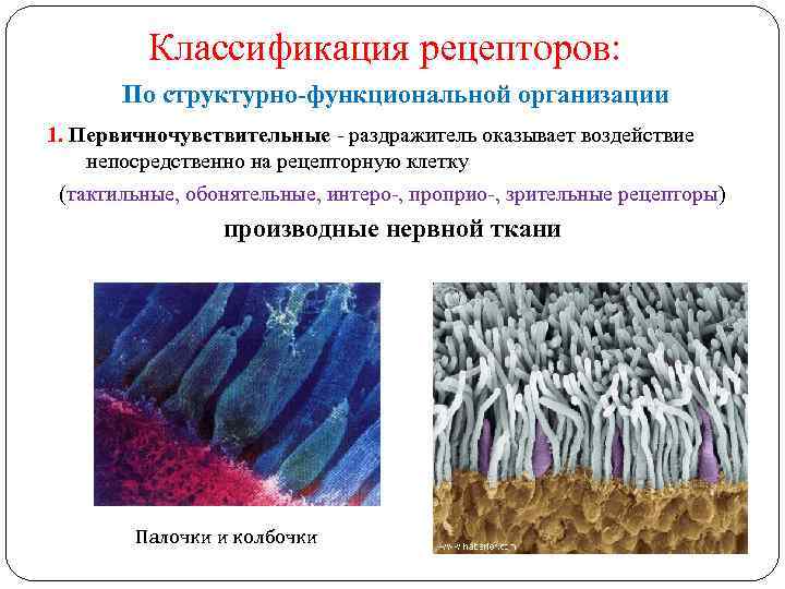 Классификация рецепторов: По структурно-функциональной организации 1. Первичночувствительные - раздражитель оказывает воздействие непосредственно на рецепторную