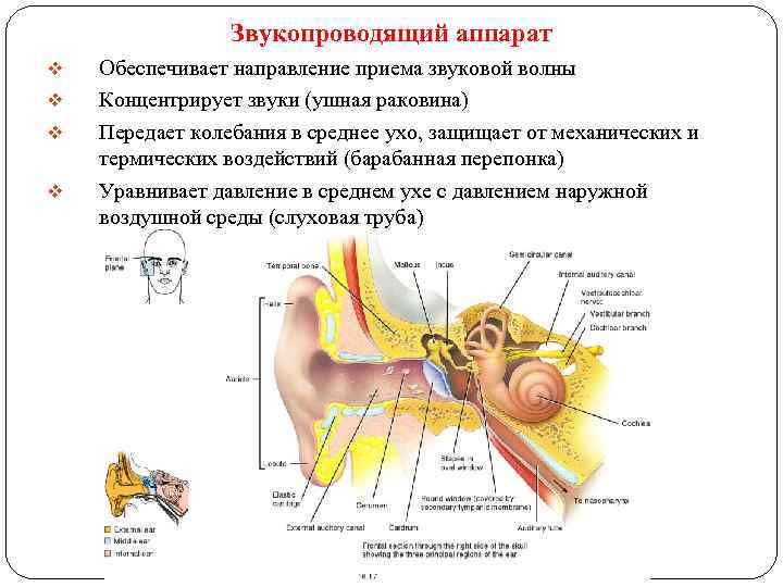 Звукопроводящий аппарат v v Обеспечивает направление приема звуковой волны Концентрирует звуки (ушная раковина) Передает