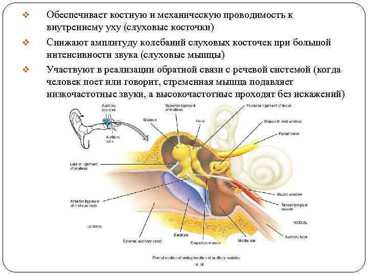 v v v Обеспечивает костную и механическую проводимость к внутреннему уху (слуховые косточки) Снижают