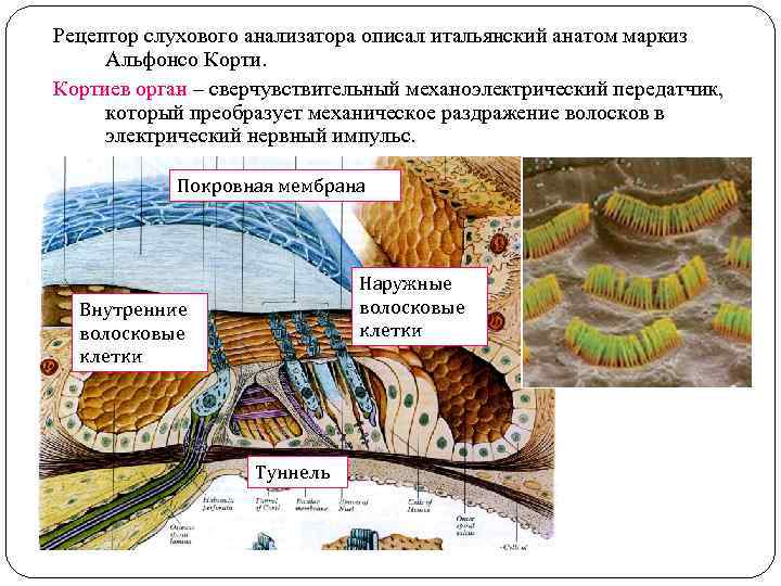 Рецептор слухового анализатора описал итальянский анатом маркиз Альфонсо Кортиев орган – сверчувствительный механоэлектрический передатчик,