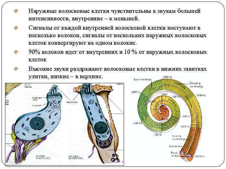 v v Наружные волосковые клетки чувствительны к звукам большей интенсивности, внутренние – к меньшей.