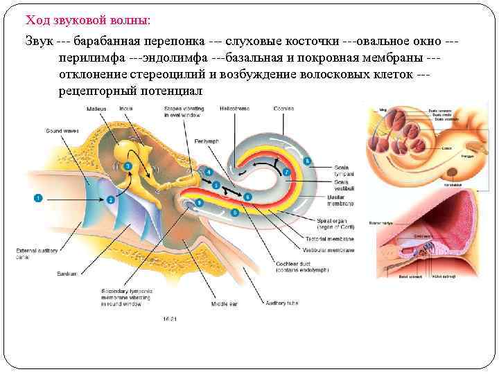 Ход звуковой волны: Звук --- барабанная перепонка --- слуховые косточки ---овальное окно --перилимфа ---эндолимфа