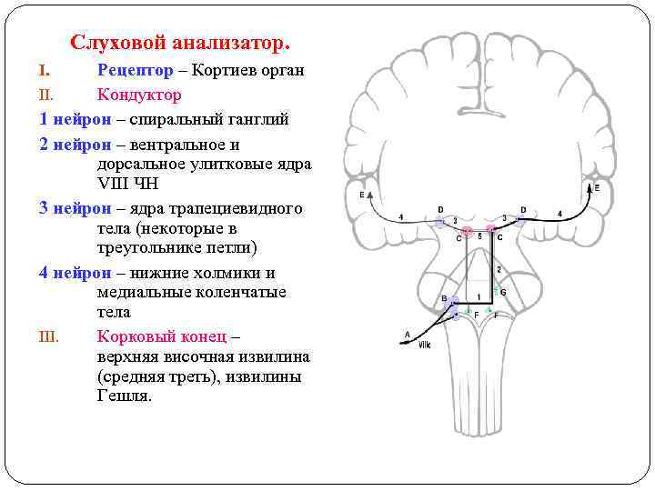 Слуховой анализатор. Рецептор – Кортиев орган II. Кондуктор 1 нейрон – спиральный ганглий 2