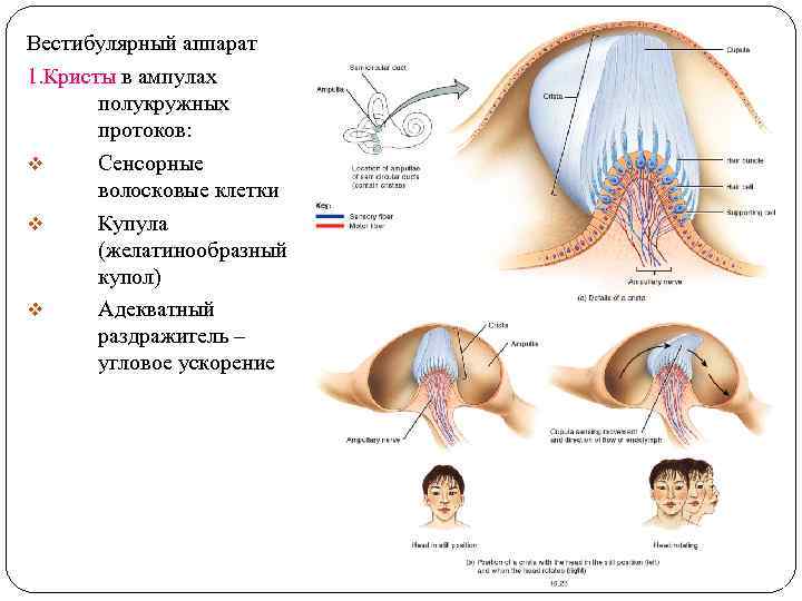 Вестибулярный аппарат 1. Кристы в ампулах полукружных протоков: v Сенсорные волосковые клетки v Купула