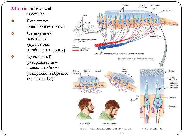 2. Пятна в utriculus et sacculus: v Сенсорные волосковые клетки v Отолитовый комплекс (кристаллы