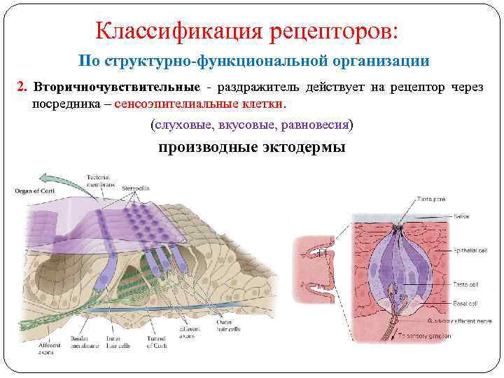 Классификация рецепторов: По структурно-функциональной организации 2. Вторичночувствительные - раздражитель действует на рецептор через посредника