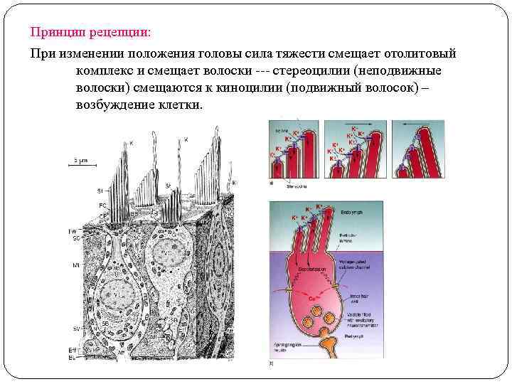 Принцип рецепции: При изменении положения головы сила тяжести смещает отолитовый комплекс и смещает волоски