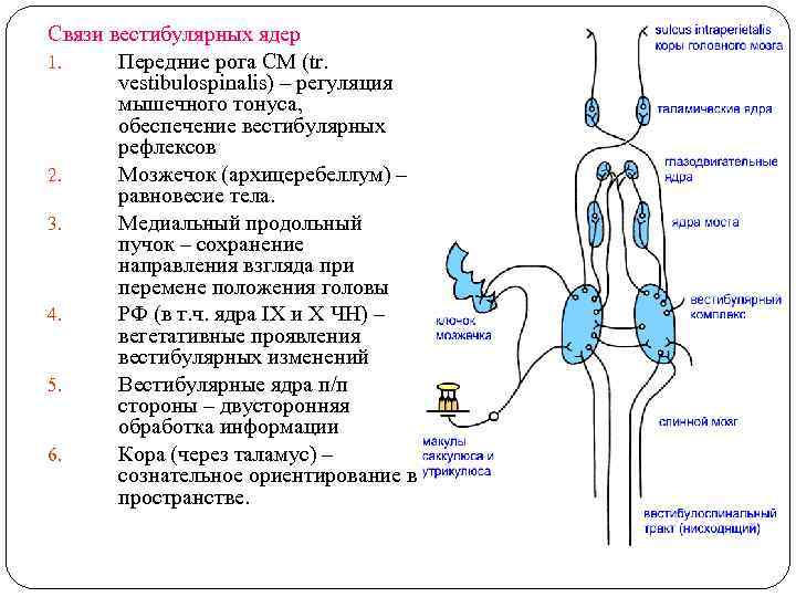 Связи вестибулярных ядер 1. Передние рога СМ (tr. vestibulospinalis) – регуляция мышечного тонуса, обеспечение