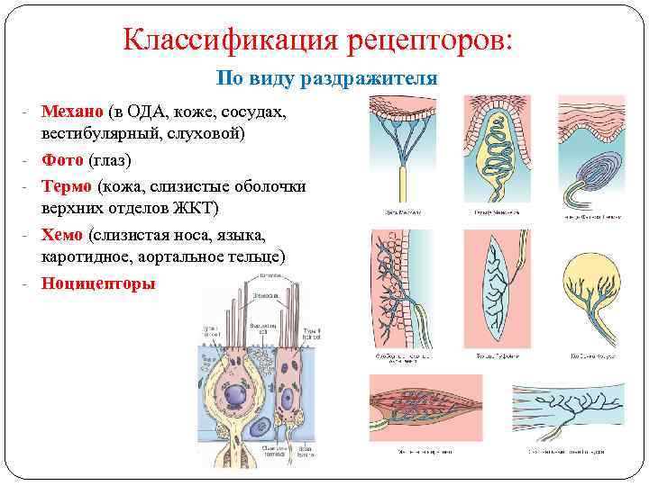 Классификация рецепторов: По виду раздражителя - Механо (в ОДА, коже, сосудах, - вестибулярный, слуховой)