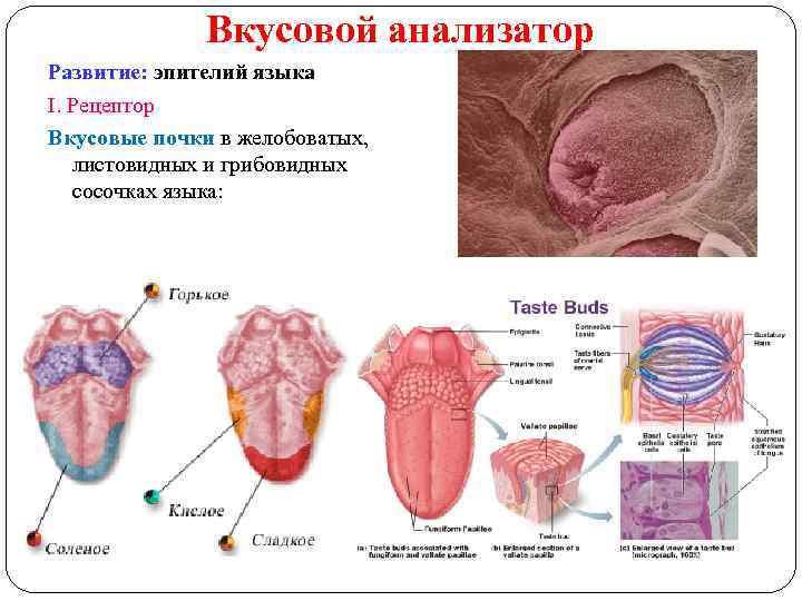 Вкусовой анализатор Развитие: эпителий языка I. Рецептор Вкусовые почки в желобоватых, листовидных и грибовидных