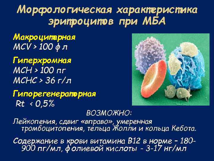 Морфологическая характеристика эритроцитов при МБА Макроцитарная MCV > 100 фл Гиперхромная MCH > 100