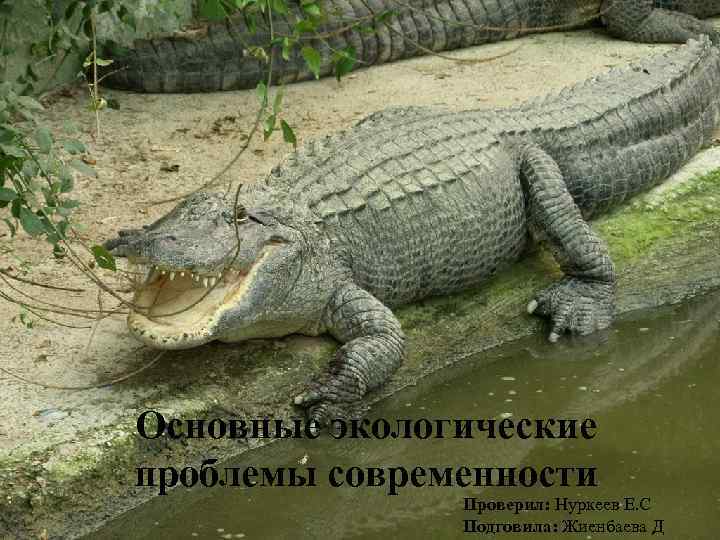 Основные экологические проблемы современности Проверил: Нуркеев Е. С Подговила: Жиенбаева Д 