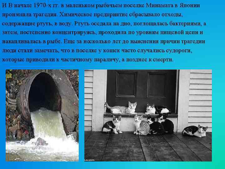 И В начале 1970 -х гг. в маленьком рыбачьем поселке Минамата в Японии произошла