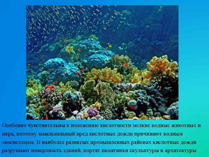 Особенно чувствительны к изменению кислотности мелкие водные животные и икра, поэтому максимальный вред кислотные