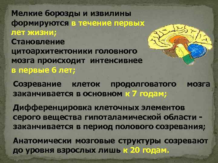 Мелкие борозды и извилины формируются в течение первых лет жизни; Становление цитоархитектоники головного мозга