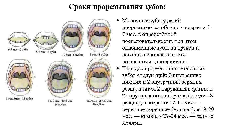 Сроки прорезывания зубов: • Молочные зубы у детей прорезываются обычно с возраста 57 мес.