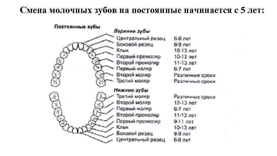 Смена молочных зубов на постоянные начинается с 5 лет: 