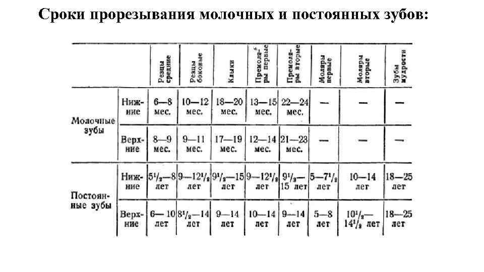 Сроки прорезывания молочных и постоянных зубов: 