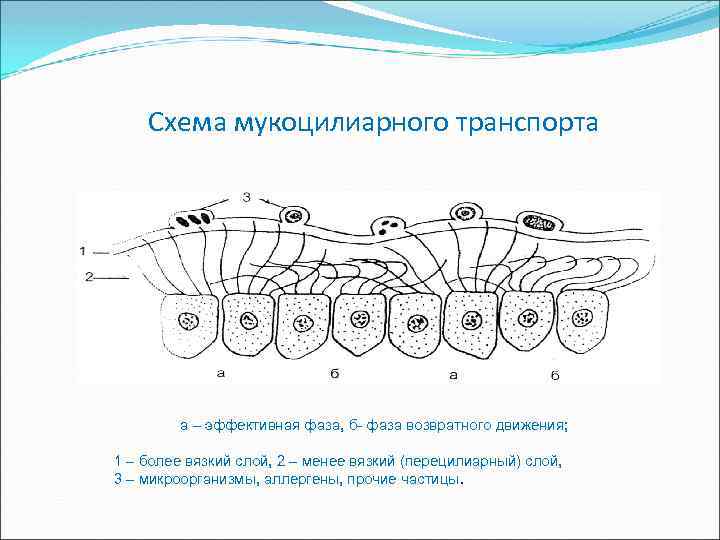 Схема мукоцилиарного транспорта а – эффективная фаза, б- фаза возвратного движения; 1 – более