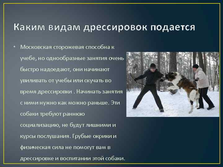 Каким видам дрессировок подается • Московская сторожевая способна к учебе, но однообразные занятия очень