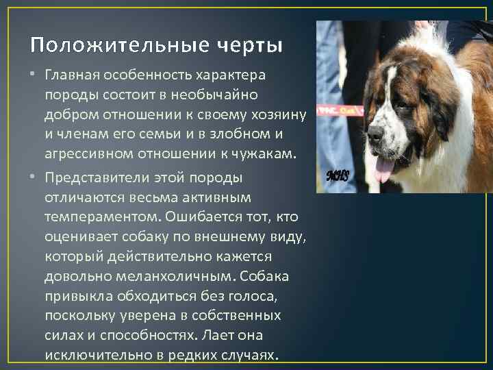 Положительные черты • Главная особенность характера породы состоит в необычайно добром отношении к своему