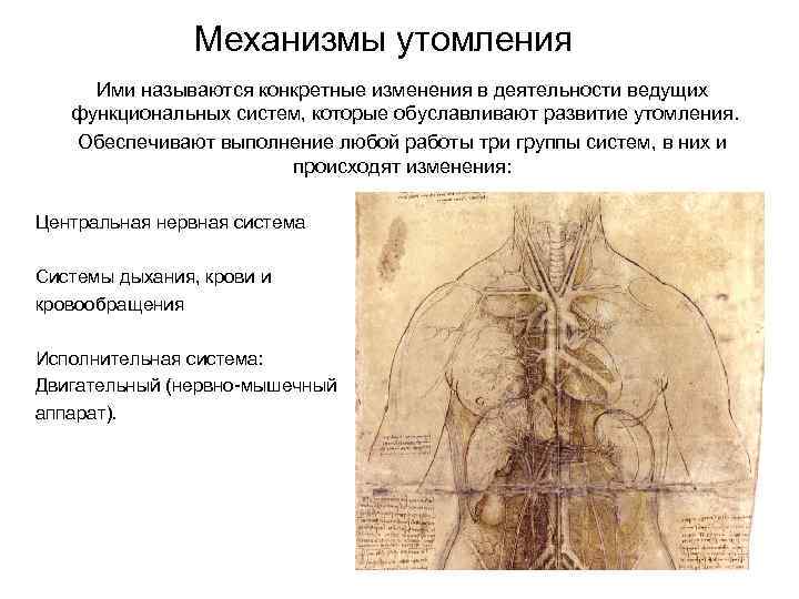 Механизмы утомления Ими называются конкретные изменения в деятельности ведущих функциональных систем, которые обуславливают развитие