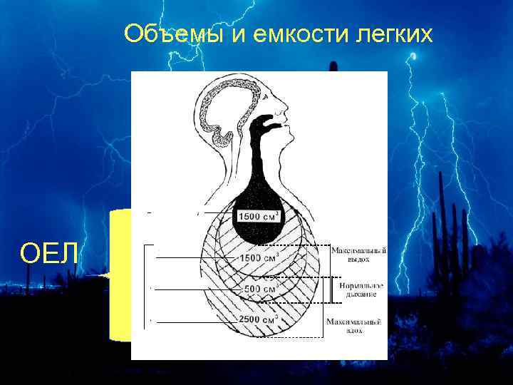Объемы и емкости легких ОЕЛ 