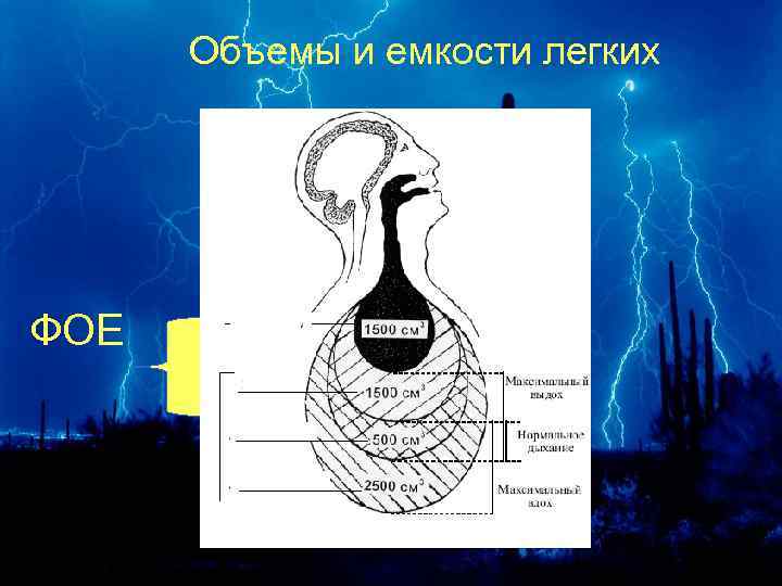 Объемы и емкости легких ФОЕ 