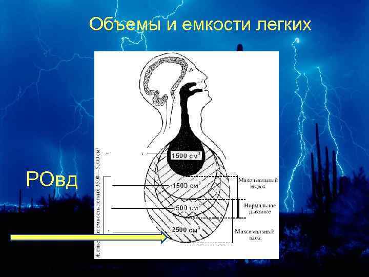 Объемы и емкости легких РОвд 