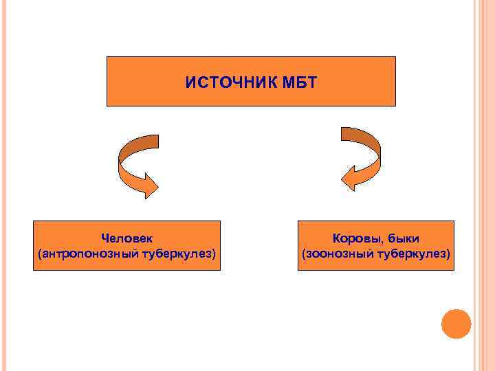 ИСТОЧНИК МБТ Человек (антропонозный туберкулез) Коровы, быки (зоонозный туберкулез) 