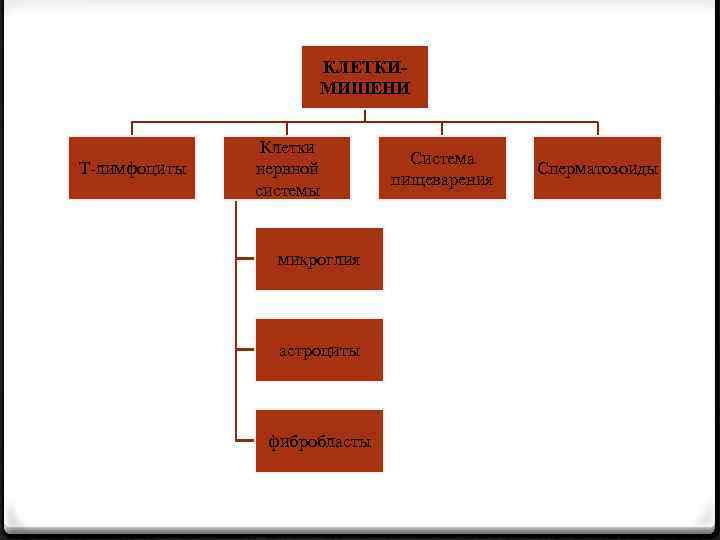 КЛЕТКИМИШЕНИ Т-лимфоциты Клетки нервной системы микроглия астроциты фибробласты Система пищеварения Сперматозоиды 
