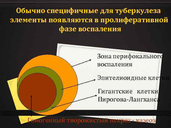 Обычно специфичные для туберкулеза элементы появляются в пролиферативной фазе воспаления Зона перифокального воспаления Эпителиоидные
