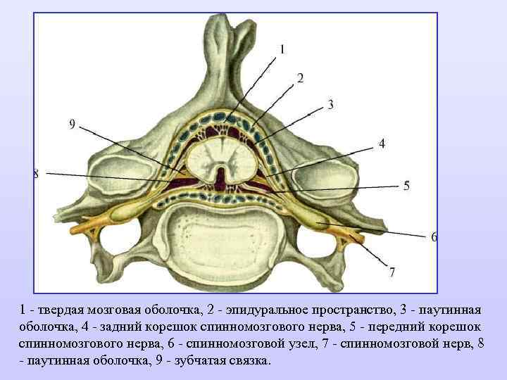 Схема оболочек спинного мозга