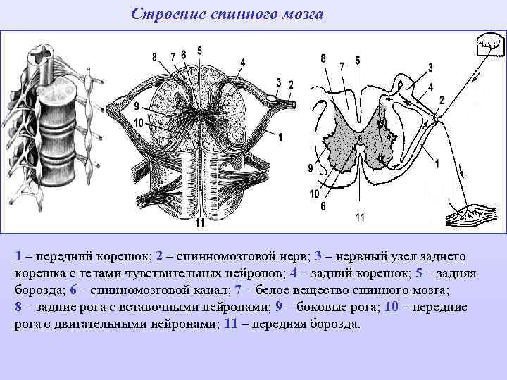 Строение спинного мозга рисунок из учебника