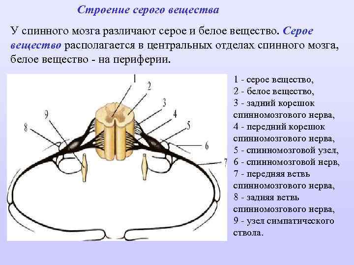 Рассмотрите рисунок 77 найдите спинномозговой канал центральный