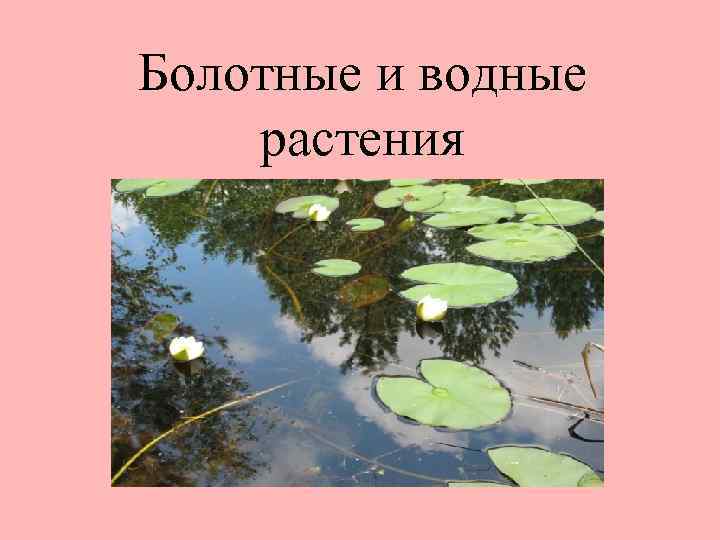 Болотные и водные растения 