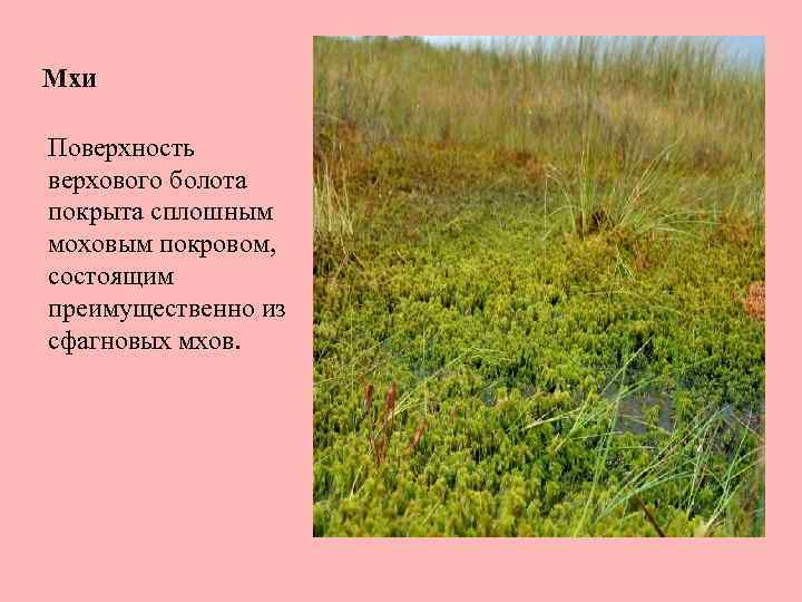 Мхи Поверхность верхового болота покрыта сплошным моховым покровом, состоящим преимущественно из сфагновых мхов. 