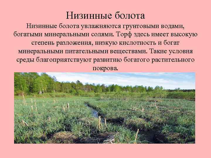 Низинные болота увлажняются грунтовыми водами, богатыми минеральными солями. Торф здесь имеет высокую степень разложения,