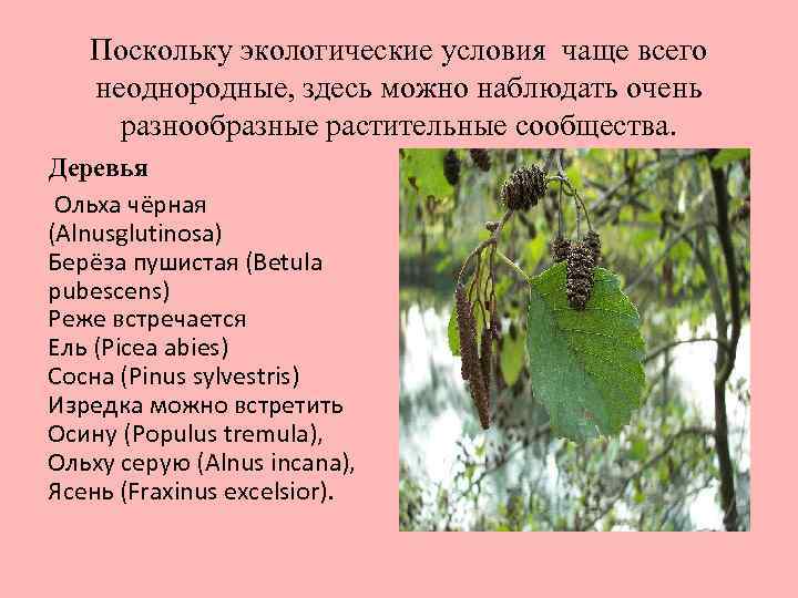 Поскольку экологические условия чаще всего неоднородные, здесь можно наблюдать очень разнообразные растительные сообщества. Деревья