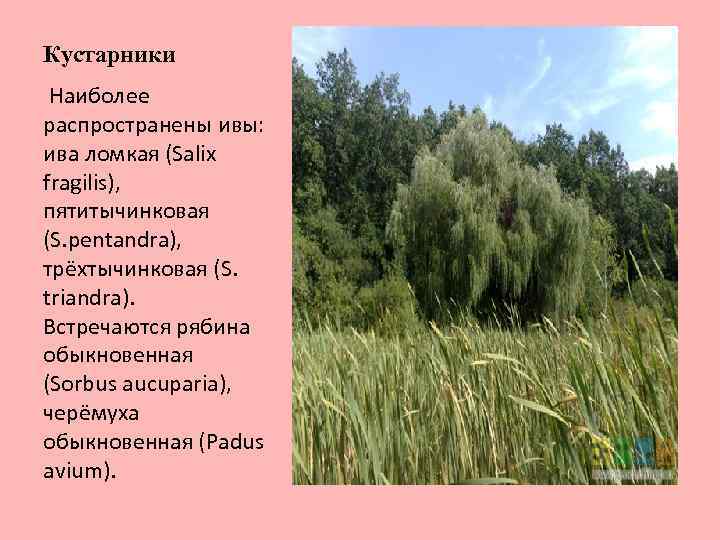 Кустарники Наиболее распространены ивы: ива ломкая (Salix fragilis), пятитычинковая (S. pentandra), трёхтычинковая (S. triandra).