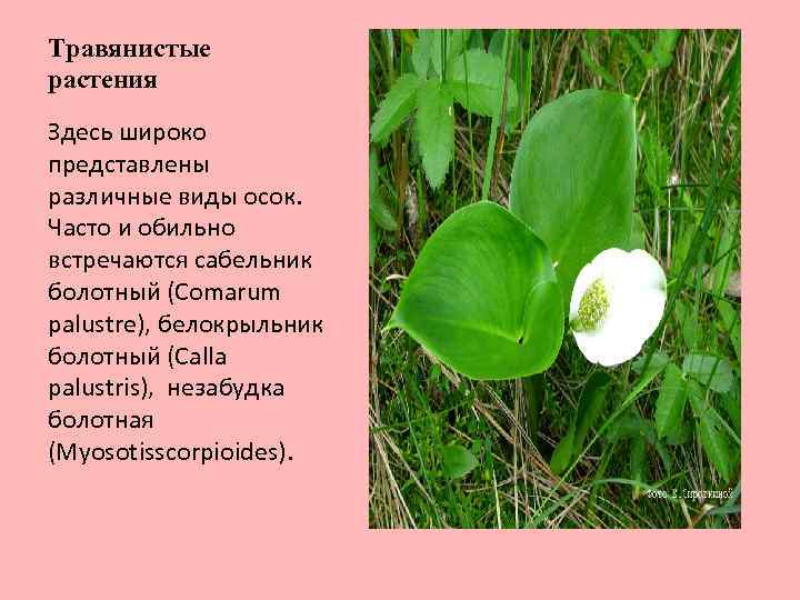 Травянистые растения Здесь широко представлены различные виды осок. Часто и обильно встречаются сабельник болотный