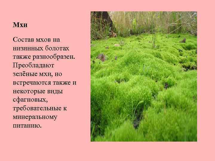 Мхи Состав мхов на низинных болотах также разнообразен. Преобладают зелёные мхи, но встречаются также