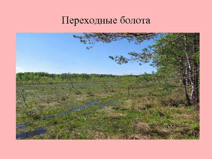 Переходные болота 